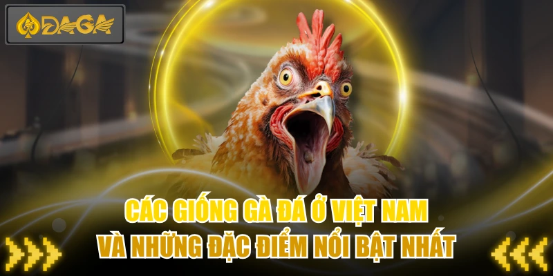 Các Giống Gà Đá Ở Việt Nam Và Những Đặc Điểm Nổi Bật Nhất