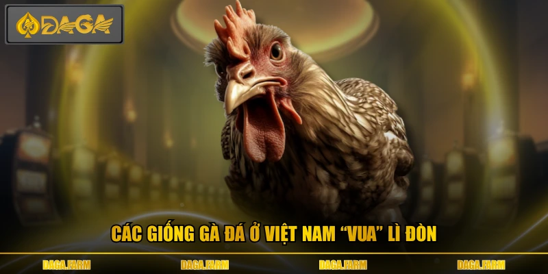 Các giống gà đá ở Việt Nam “vua” lì đòn