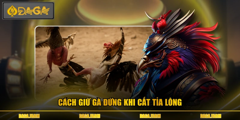 Cách giữ gà đứng khi cắt tỉa lông