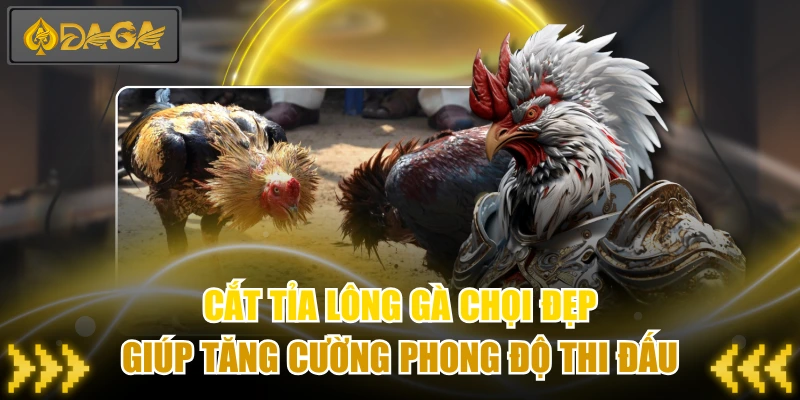 Cắt Tỉa Lông Gà Chọi Đẹp Giúp Tăng Cường Phong Độ Thi Đấu