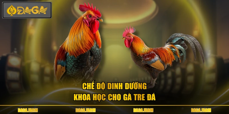 Chế độ dinh dưỡng khoa học cho gà tre đá