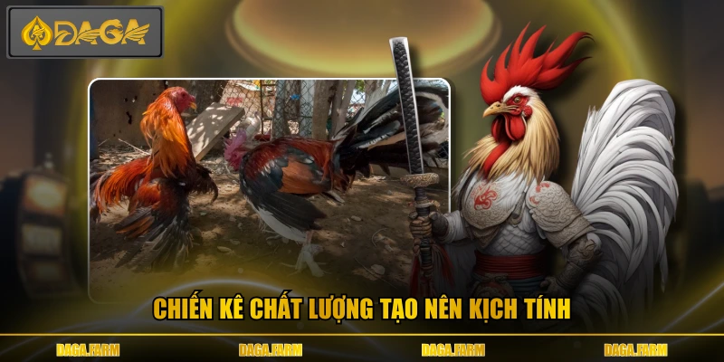 Chiến kê chất lượng tạo nên kịch tính