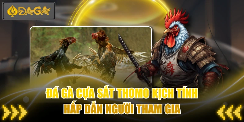 Đá Gà Cựa Sắt Thomo Kịch Tính, Hấp Dẫn Người Tham Gia