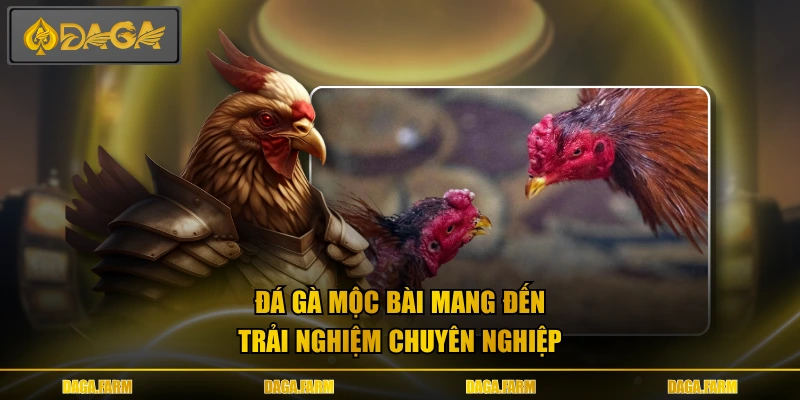 Đá gà Mộc Bài mang đến trải nghiệm chuyên nghiệp