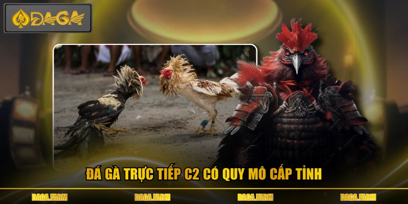 Đá gà trực tiếp c2 có quy mô cấp tỉnh