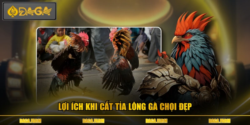 Lợi ích khi cắt tỉa lông gà chọi đẹp