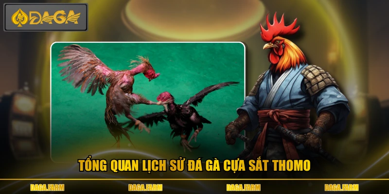 Tổng quan lịch sử đá gà cựa sắt thomo