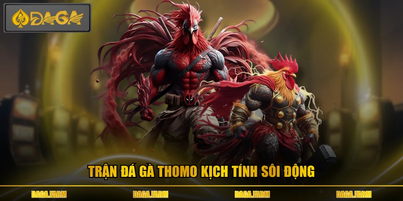 Trận đá gà thomo kịch tính sôi động