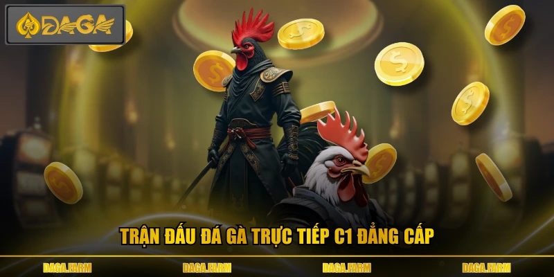Trận đấu đá gà trực tiếp C1 đẳng cấp