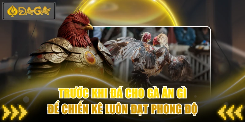 Trước Khi Đá Cho Gà Ăn Gì Để Chiến Kê Luôn Đạt Phong Độ