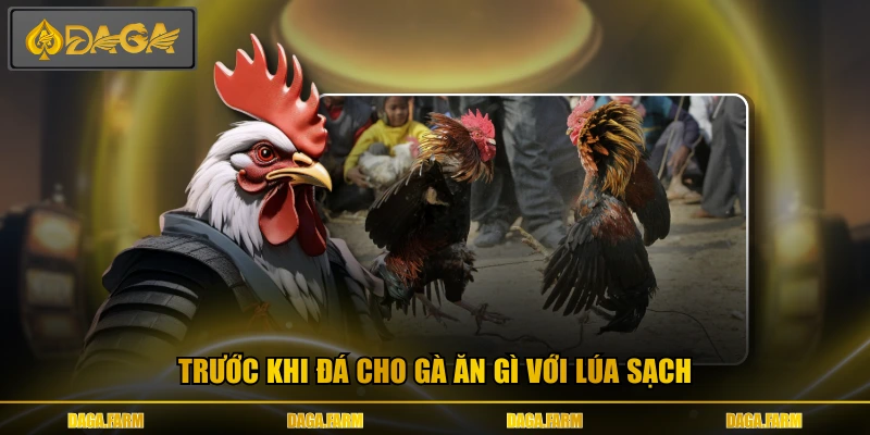 Trước khi đá cho gà ăn gì với lúa sạch