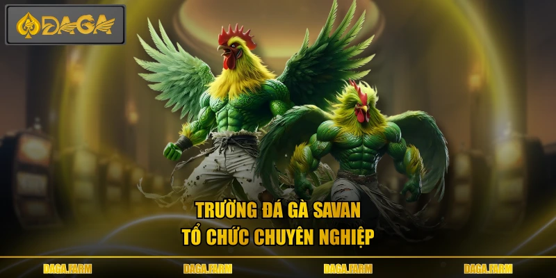 Trường đá gà Savan tổ chức chuyên nghiệp